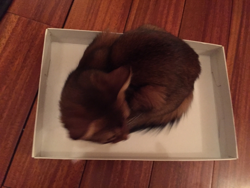 Поговорим о кошках35