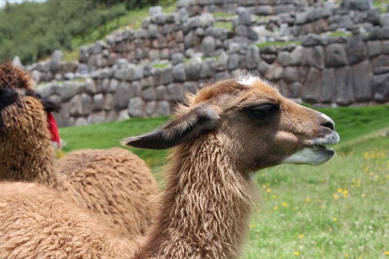Мачу Пикчу и Каньон Колка. Видео + Фото