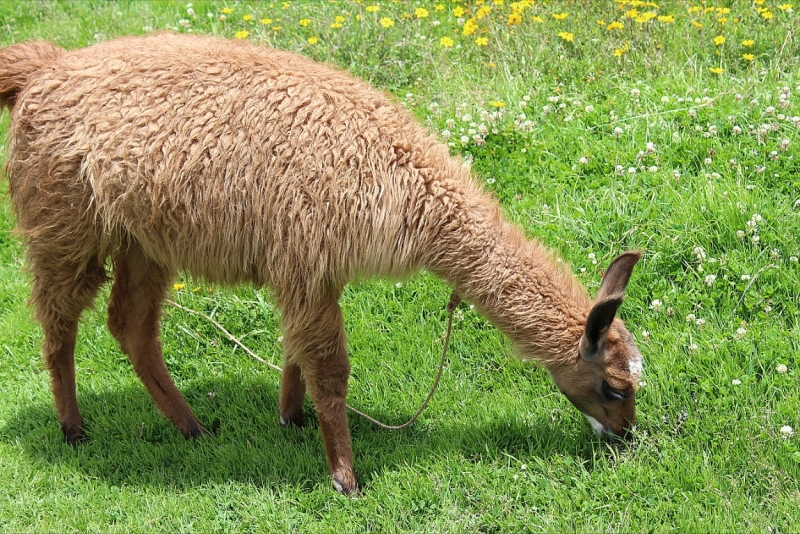 Мачу Пикчу и Каньон Колка. Видео + Фото