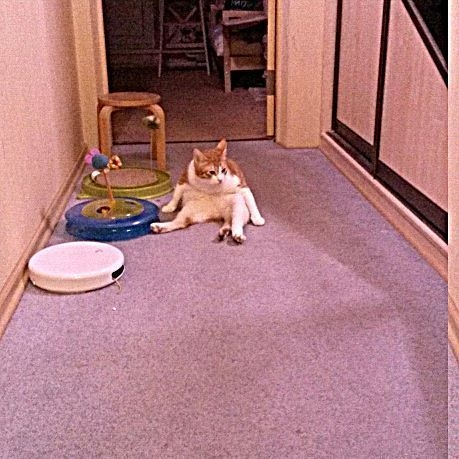 Поговорим о кошках35