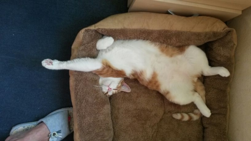 Поговорим о кошках35