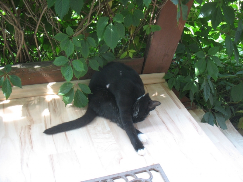 Поговорим о кошках35