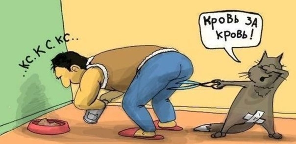 Поговорим о кошках35