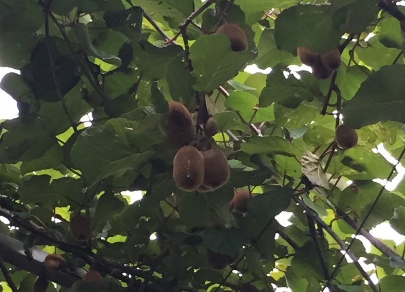 Ознакомительная поездка по Грузии с маршрутом в сентябре 2015