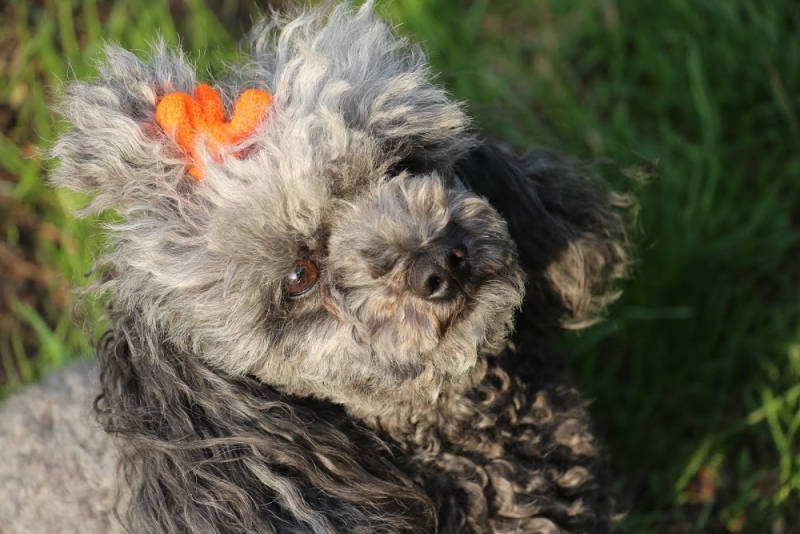 Наши собаки