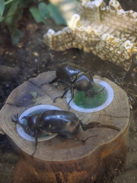 Национальный научный музей Кванчхона