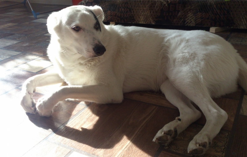 Поговорим о кошках35