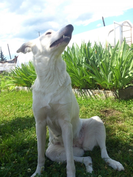 Поговорим о кошках35