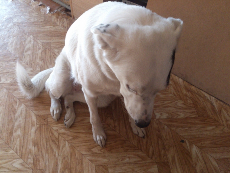 Поговорим о кошках35