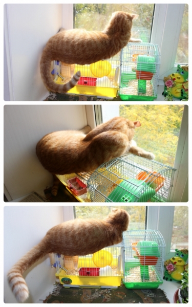 Поговорим о кошках35