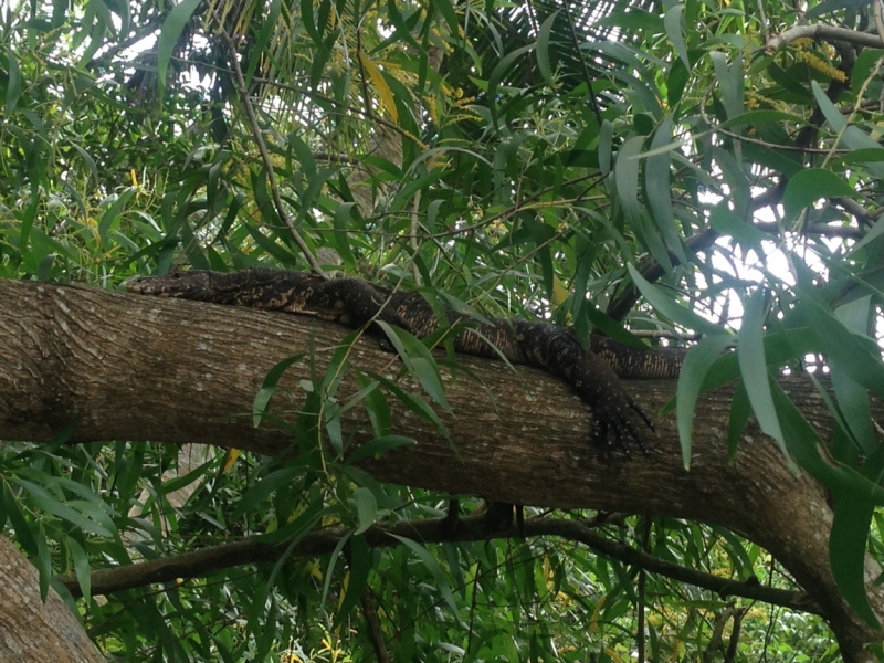 Шри-Ланка: как я открыл для себя Азию