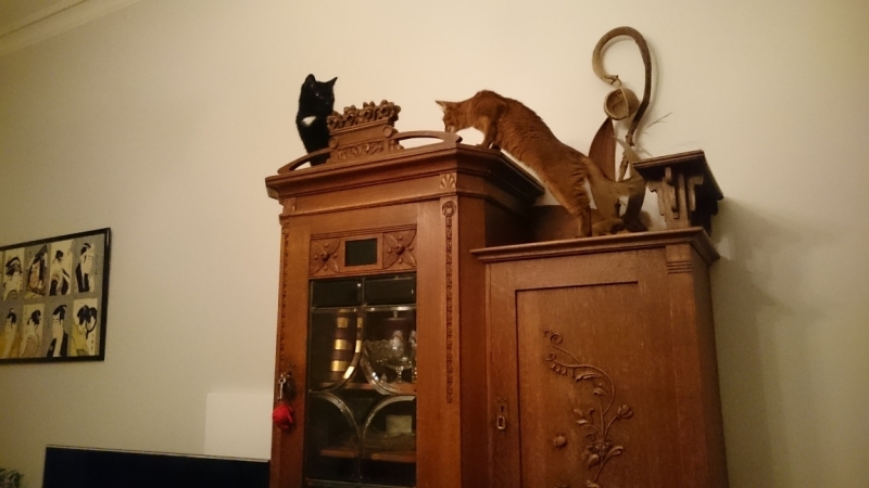 Поговорим о кошках35