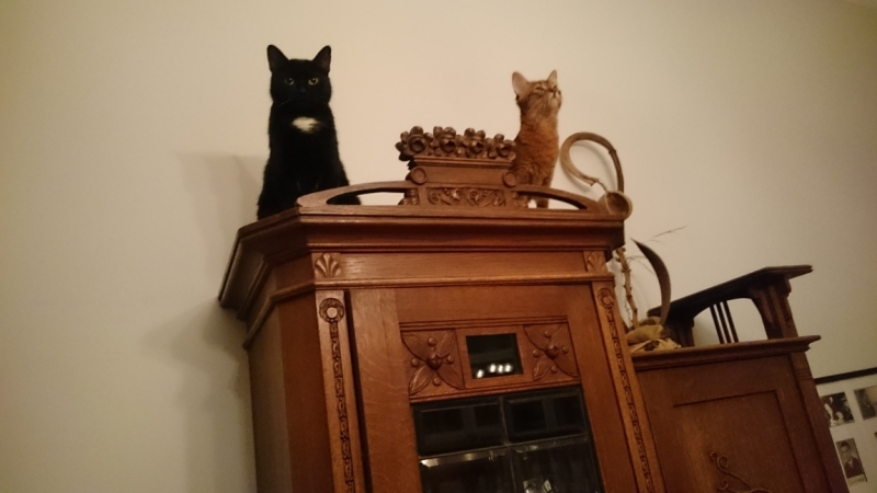 Поговорим о кошках35