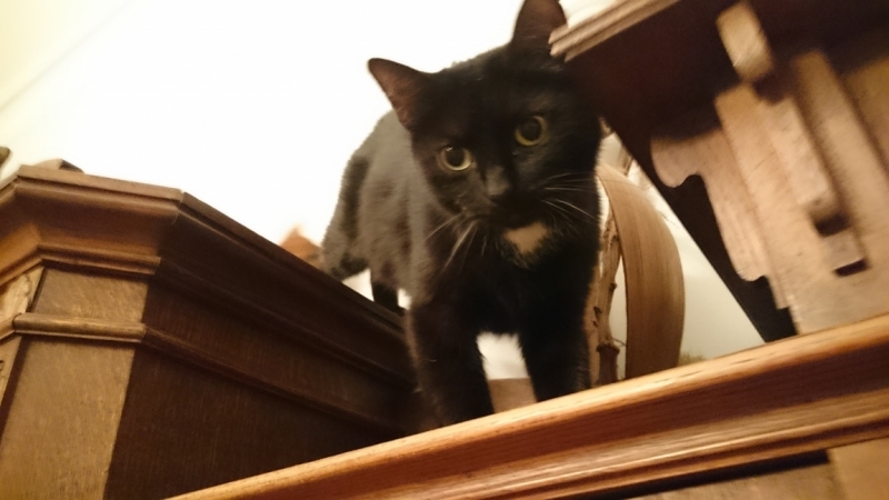 Поговорим о кошках35