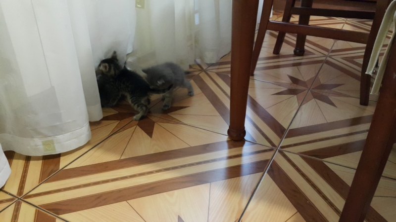 Поговорим о кошках35