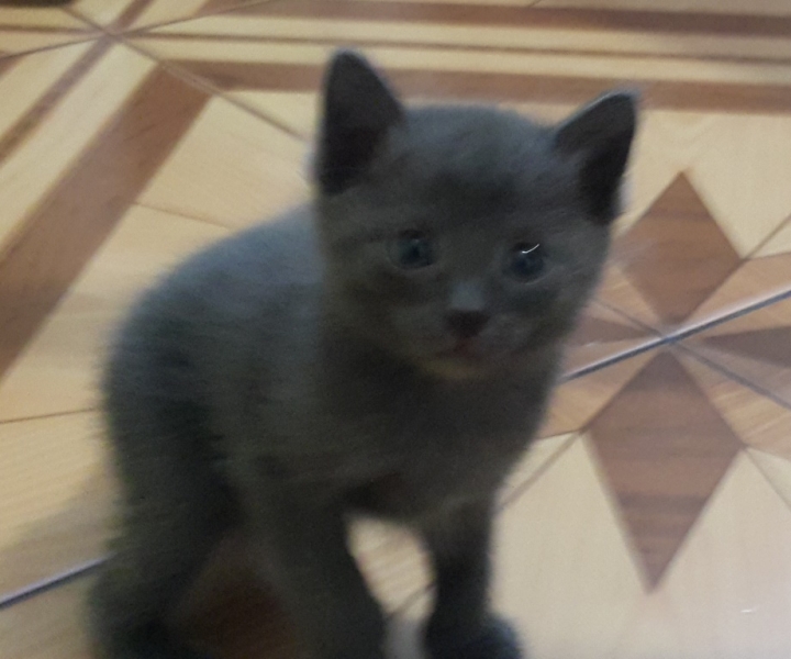 Поговорим о кошках35