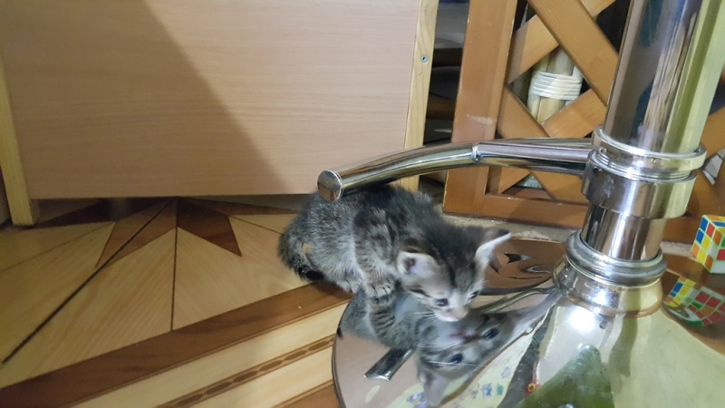 Поговорим о кошках35