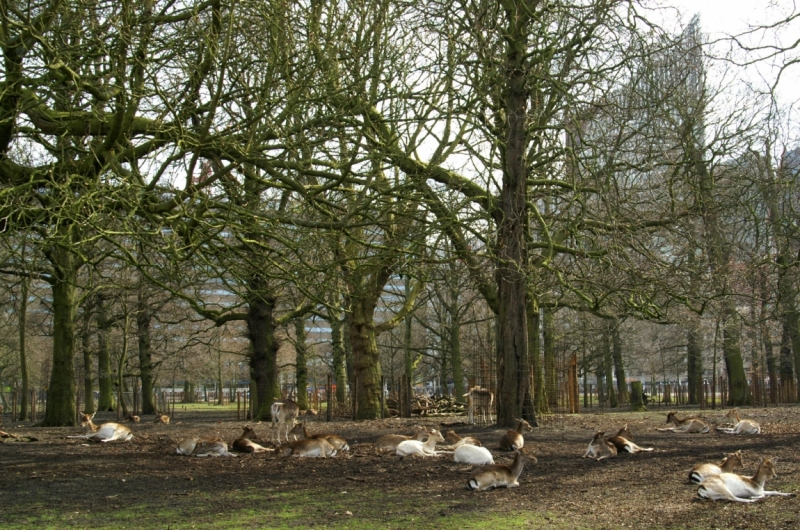 Нидерланды (Keukenhof, Rotterdam, Amsterdam, Delft, Den Haag и еще) + Бавария май 2015