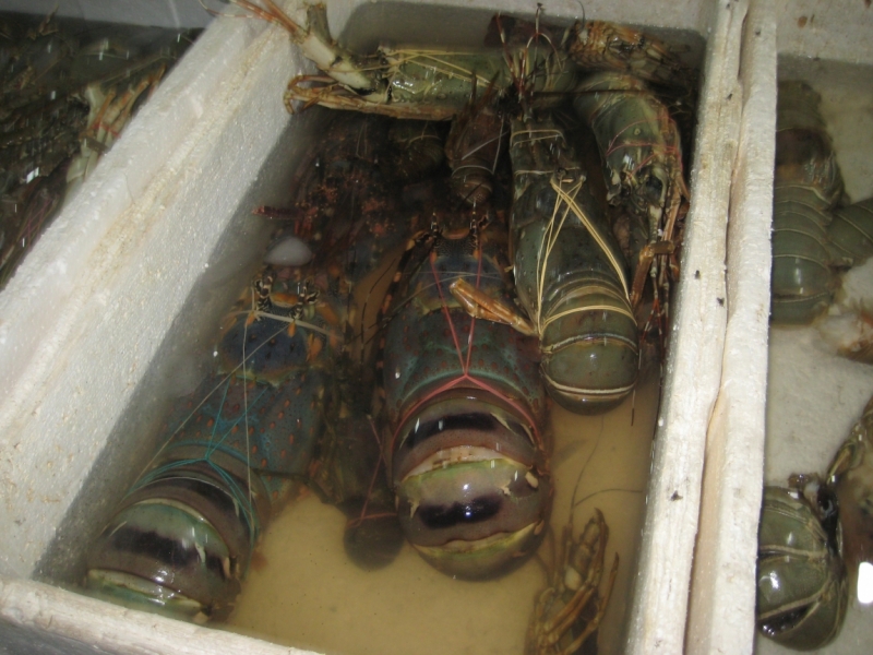 Хождение за три моря. Часть 2 (По ту сторону экватора. Ява, Бали).