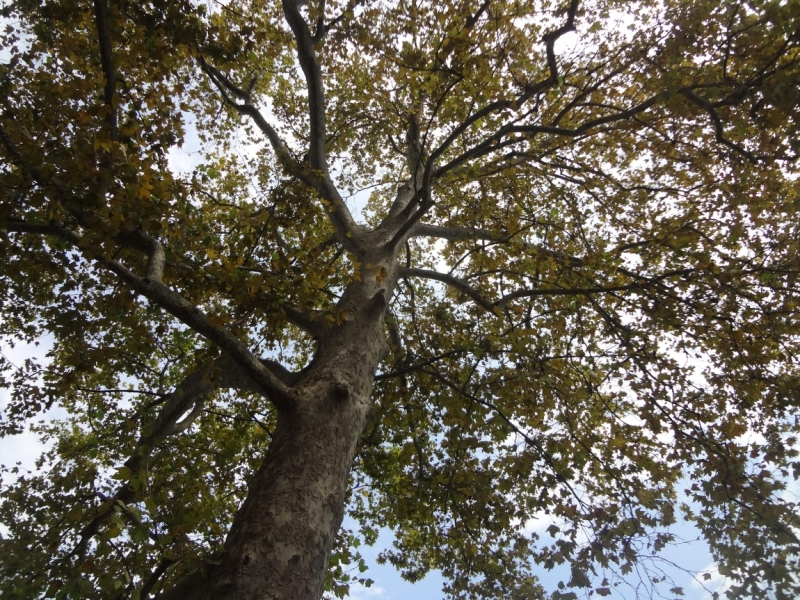 12 дней в Абхазии (Лдзаа, Пицунда, Гагра, Гудаута, Лыхны, Новый Афон, Сухум)