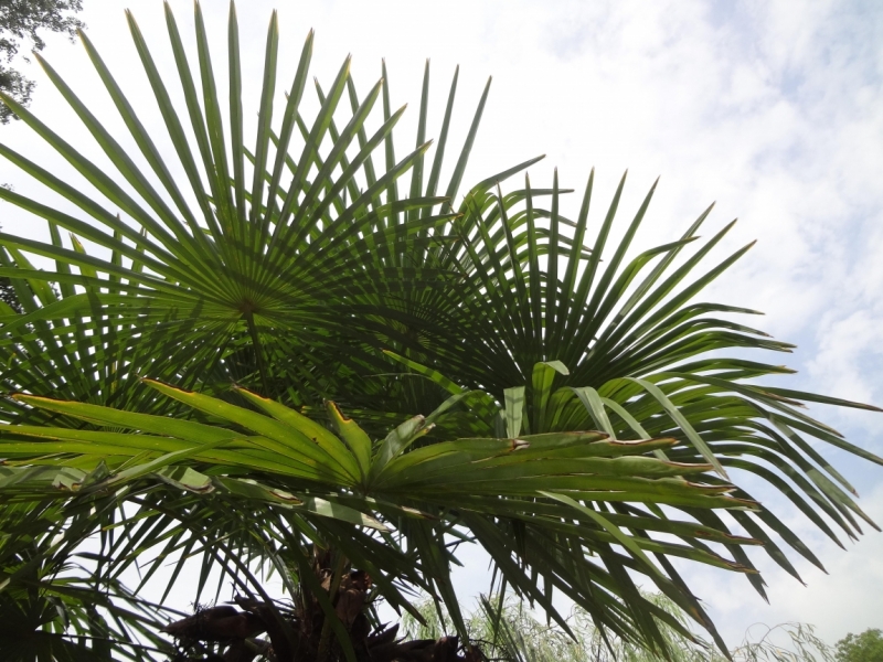 12 дней в Абхазии (Лдзаа, Пицунда, Гагра, Гудаута, Лыхны, Новый Афон, Сухум)