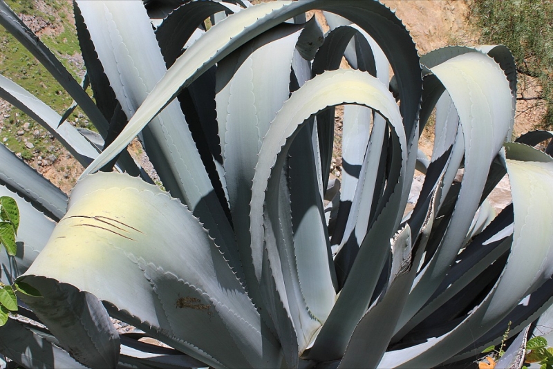 Мачу Пикчу и Каньон Колка. Видео + Фото