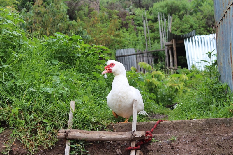 Мачу Пикчу и Каньон Колка. Видео + Фото