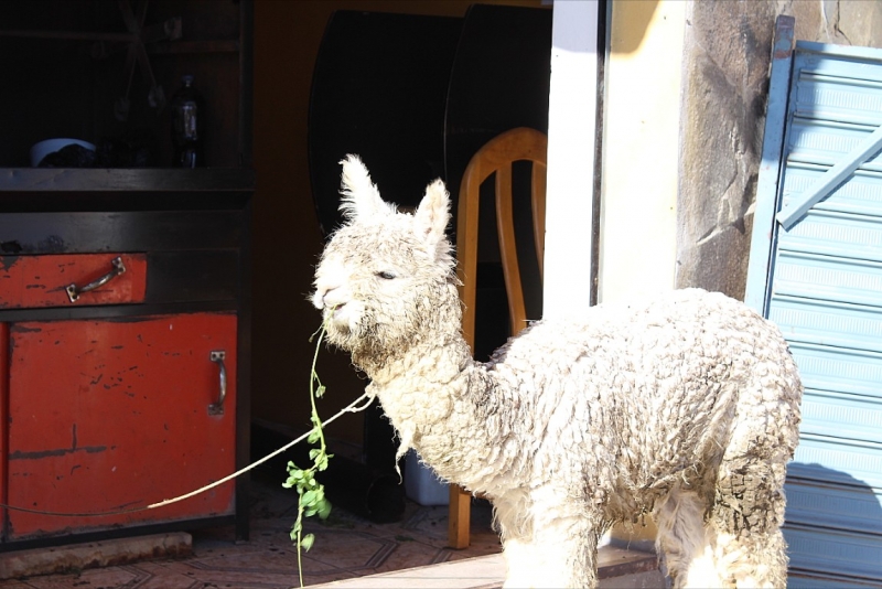 Мачу Пикчу и Каньон Колка. Видео + Фото
