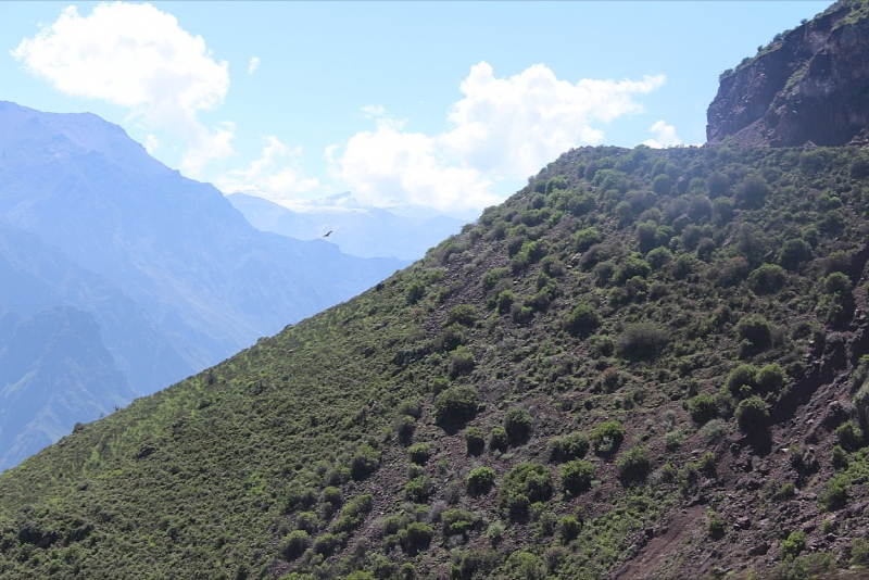 Мачу Пикчу и Каньон Колка. Видео + Фото