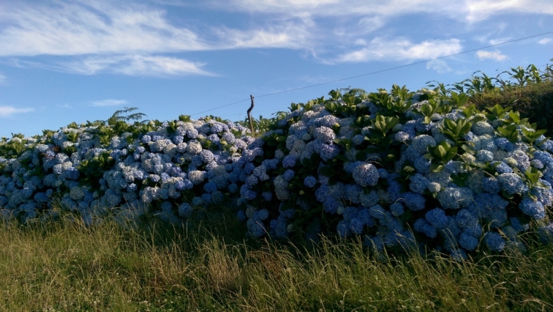 Азоры: 5 островов, одна, весь багаж 4 кг, 16 дней, полная импровизация