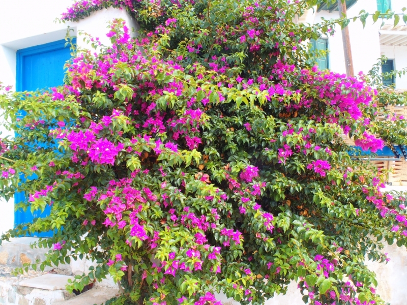 За зайцами по греческим островам: общефорумный круиз Rhapsody of the Seas, осень 2015