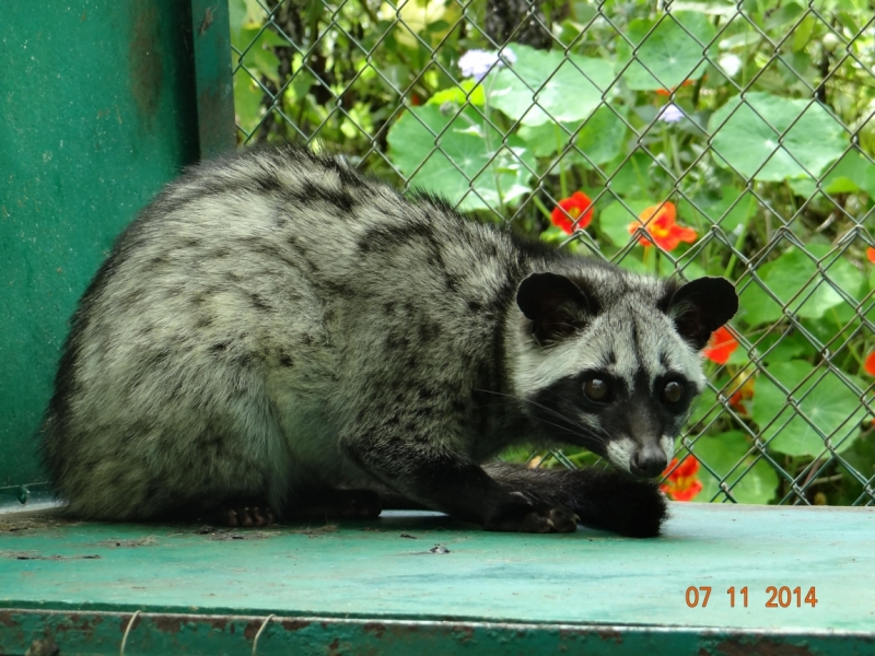 Вьетнам-Камбоджа (Ханой-Далат-Сиемрип-Чи Пат – Ко Ронг (дайвинг) -Хошимин) Ноябрь 2014