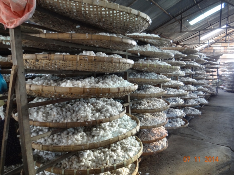 Вьетнам-Камбоджа (Ханой-Далат-Сиемрип-Чи Пат – Ко Ронг (дайвинг) -Хошимин) Ноябрь 2014