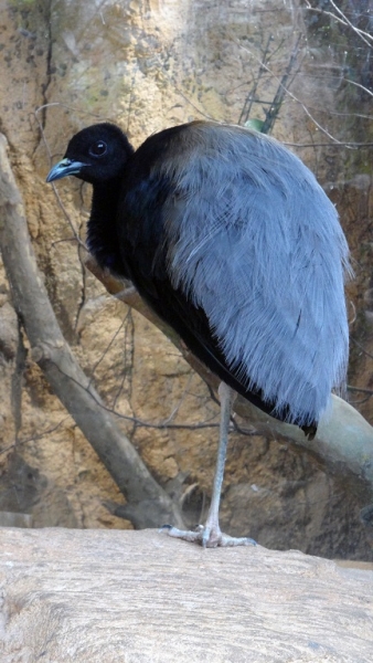 Бельгия: Антверпен, Брюгге, парк Pairi Daiza. Сентябрь 2015 г.