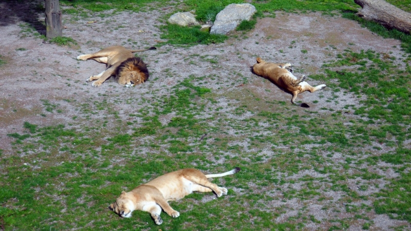 Бельгия: Антверпен, Брюгге, парк Pairi Daiza. Сентябрь 2015 г.