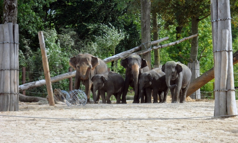 Бельгия: Антверпен, Брюгге, парк Pairi Daiza. Сентябрь 2015 г.