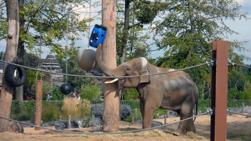 Бельгия: Антверпен, Брюгге, парк Pairi Daiza. Сентябрь 2015 г.