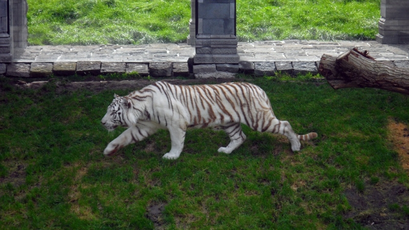 Бельгия: Антверпен, Брюгге, парк Pairi Daiza. Сентябрь 2015 г.