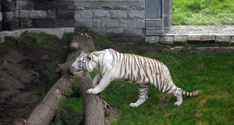 Бельгия: Антверпен, Брюгге, парк Pairi Daiza. Сентябрь 2015 г.