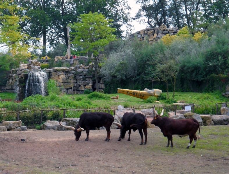 Бельгия: Антверпен, Брюгге, парк Pairi Daiza. Сентябрь 2015 г.