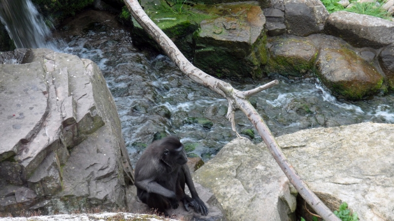 Бельгия: Антверпен, Брюгге, парк Pairi Daiza. Сентябрь 2015 г.