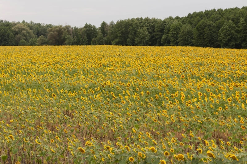 Юг России и Грузия 2015 глазами обывателей