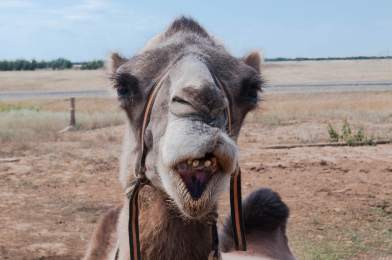 Юг России и Грузия 2015 глазами обывателей