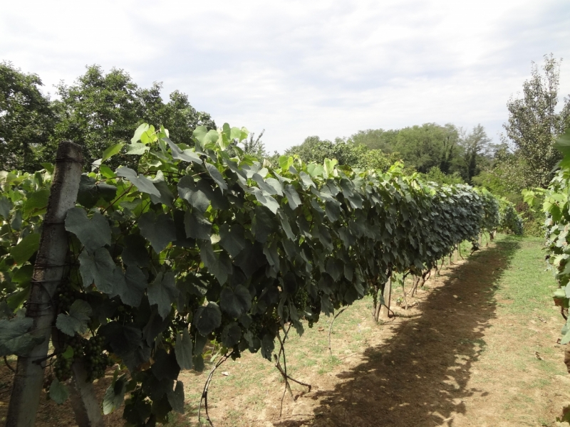 12 дней в Абхазии (Лдзаа, Пицунда, Гагра, Гудаута, Лыхны, Новый Афон, Сухум)