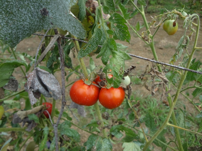 12 дней в Абхазии (Лдзаа, Пицунда, Гагра, Гудаута, Лыхны, Новый Афон, Сухум)