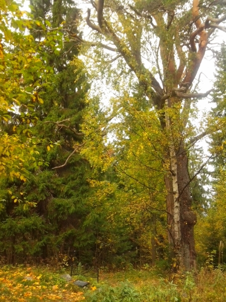 Два дня в Карелии (из СПб)