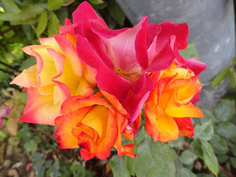 Воздушные купола Персии (Иран).