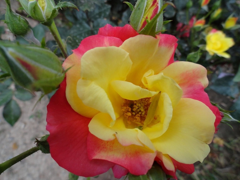 Воздушные купола Персии (Иран).