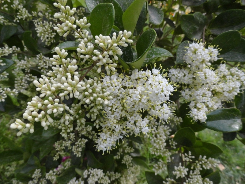 Воздушные купола Персии (Иран).