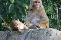 Resize of Nepal 2172